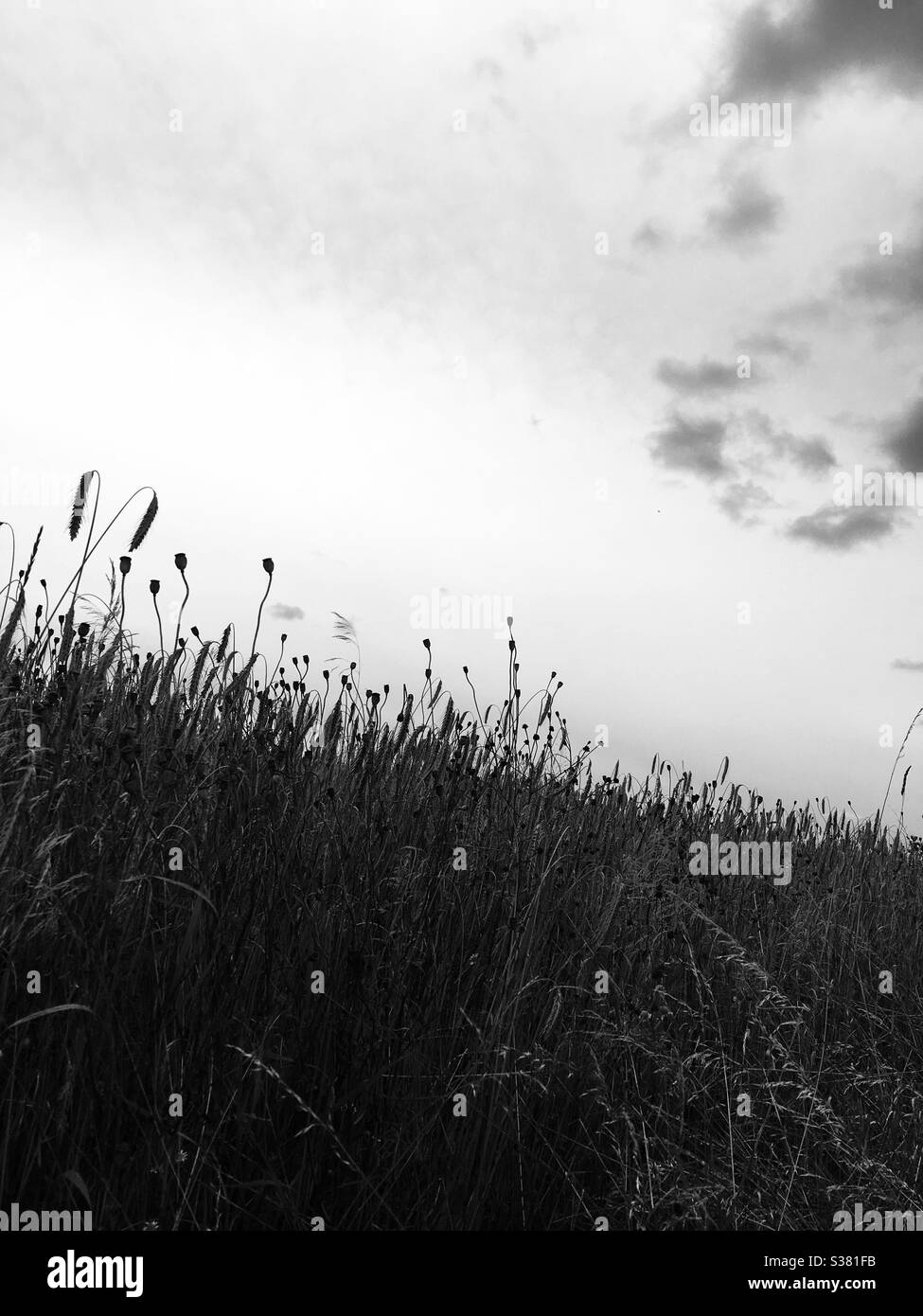 Summer wheat - Smartphone Captured Stock Image