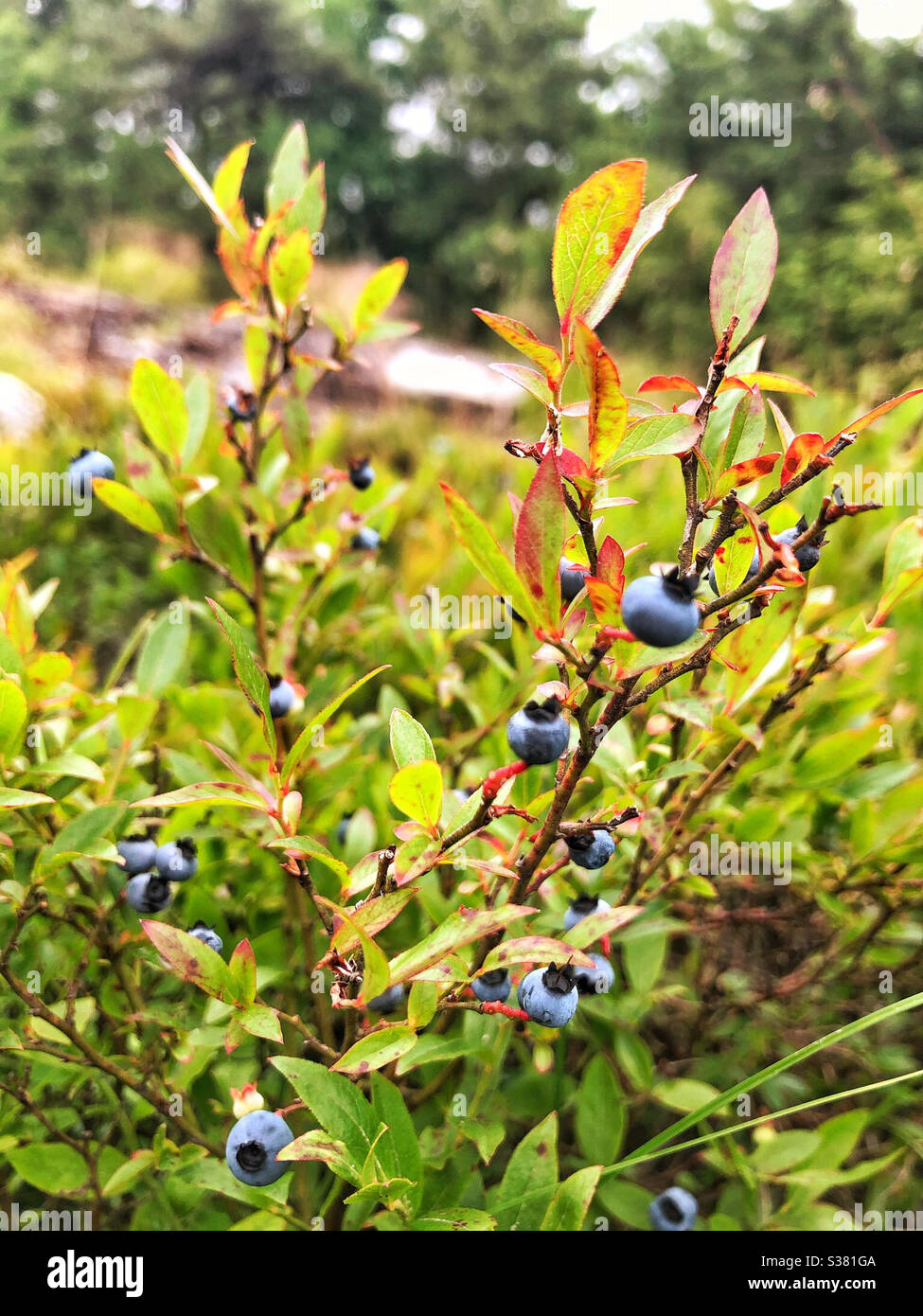 Wild blueberries growing on a mountaintop Stock Photo