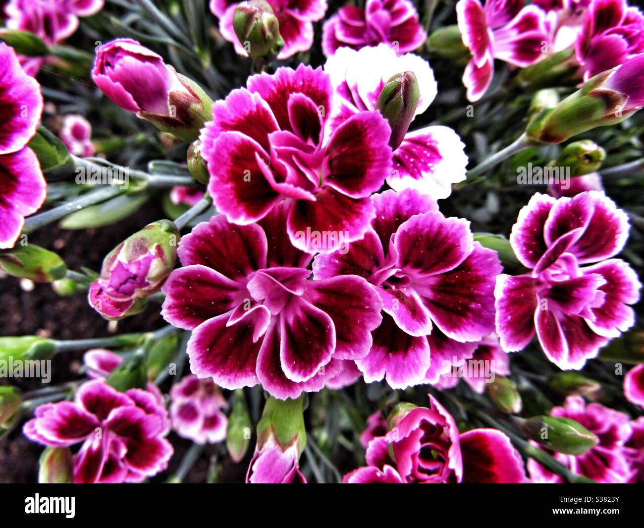 Macro photography- Pink Flowers Stock Photo - Alamy