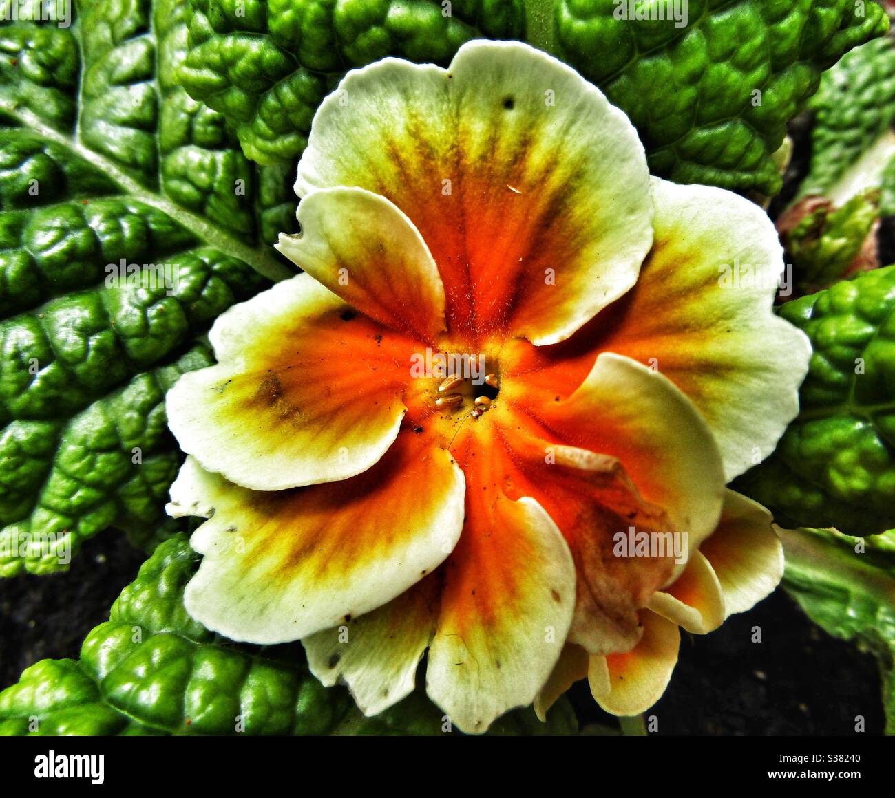 Macro Photography- Flower - Smartphone Captured Stock Image