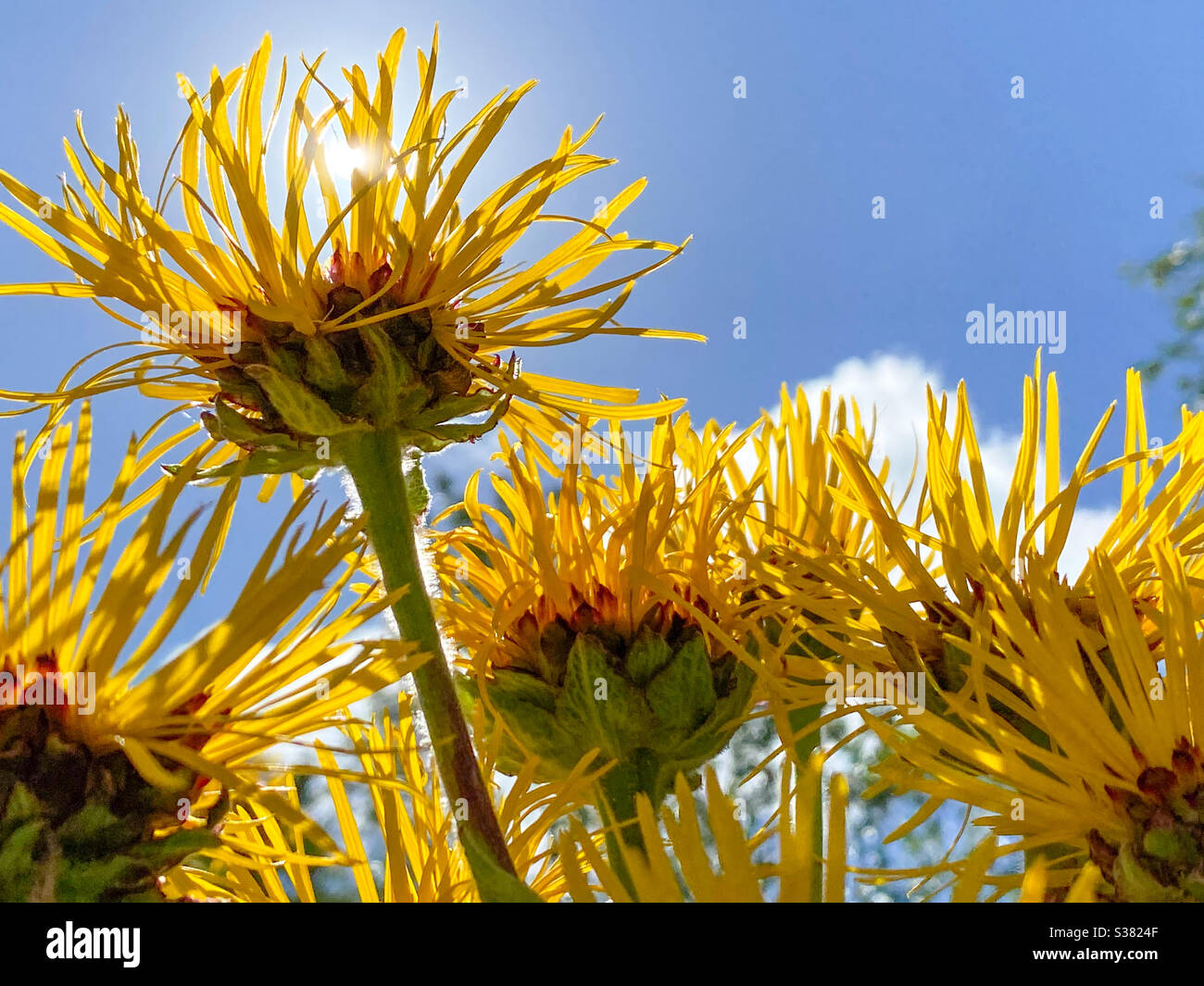 Tall flowers hires stock photography and images Alamy