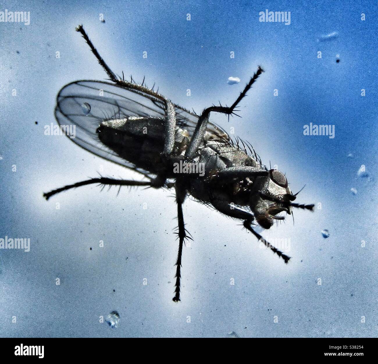Macro Photography- A fly with rain drops - Smartphone Captured Stock Image