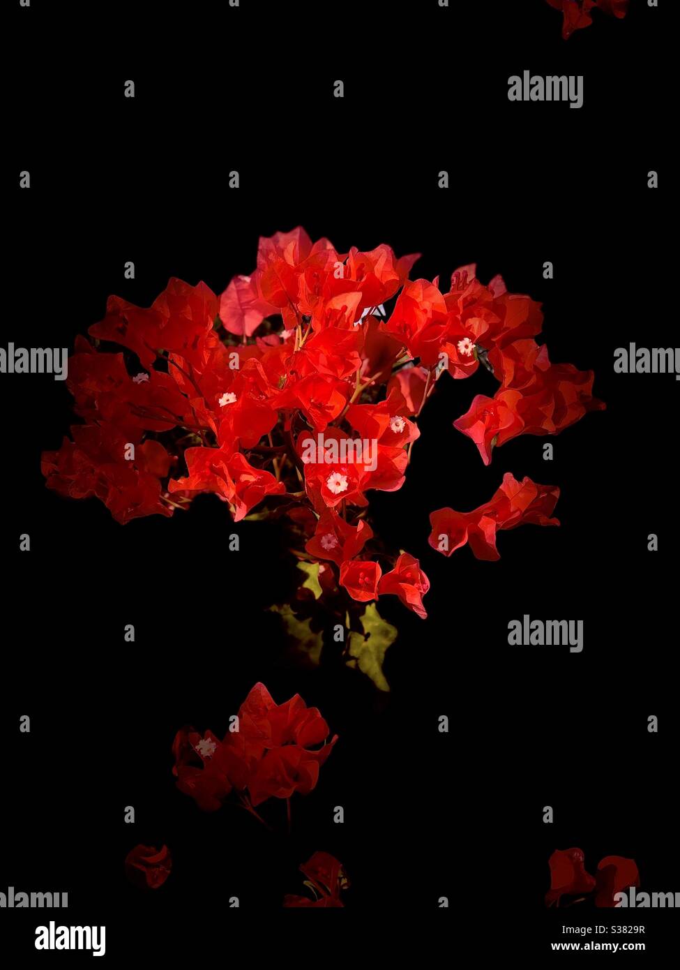 Flowers in darkness Stock Photo Alamy