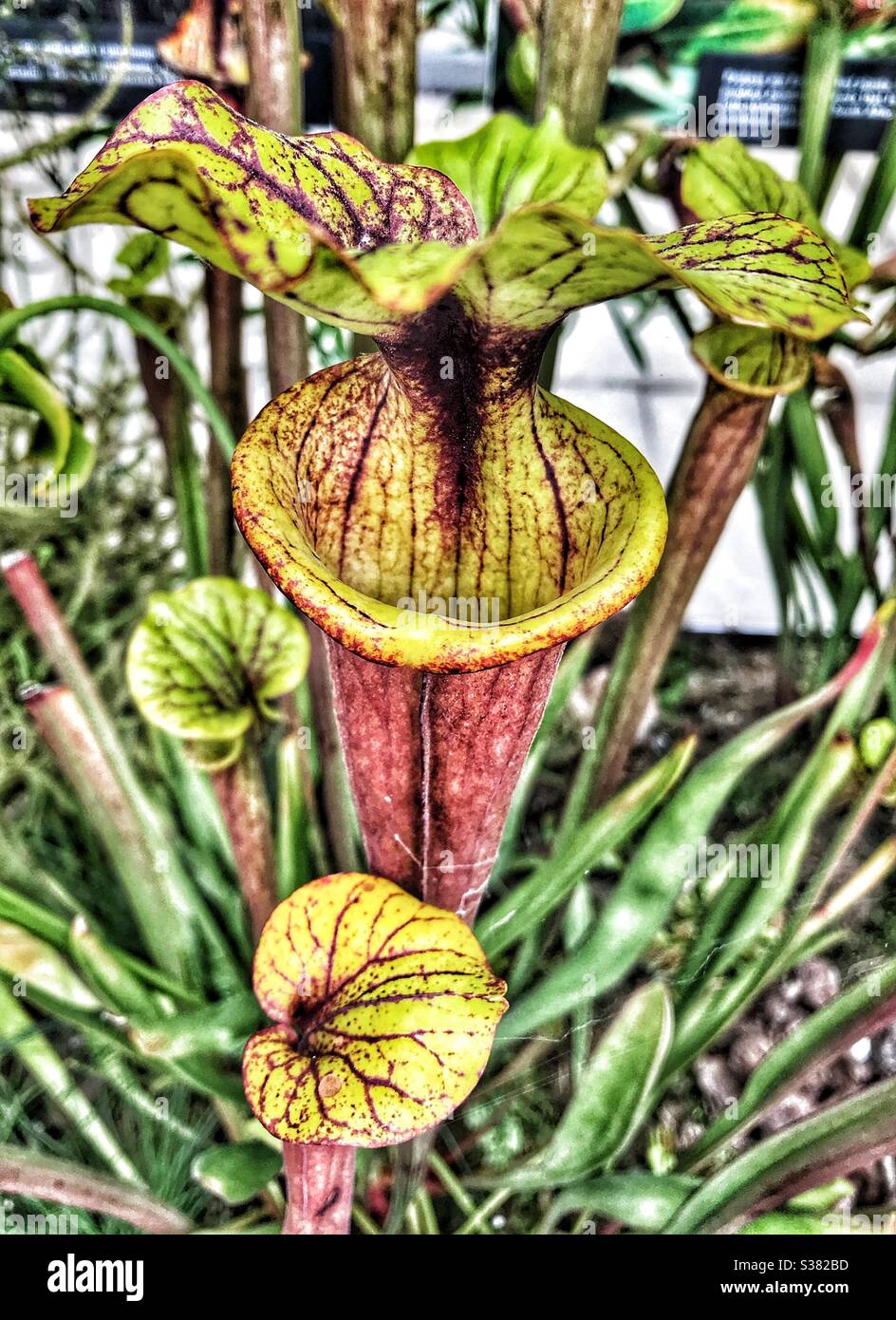 Pitcher Plant (Sarracenia Species) a Carnivorous insect trap at Royal Botanical Kew Gardens Stock Photo