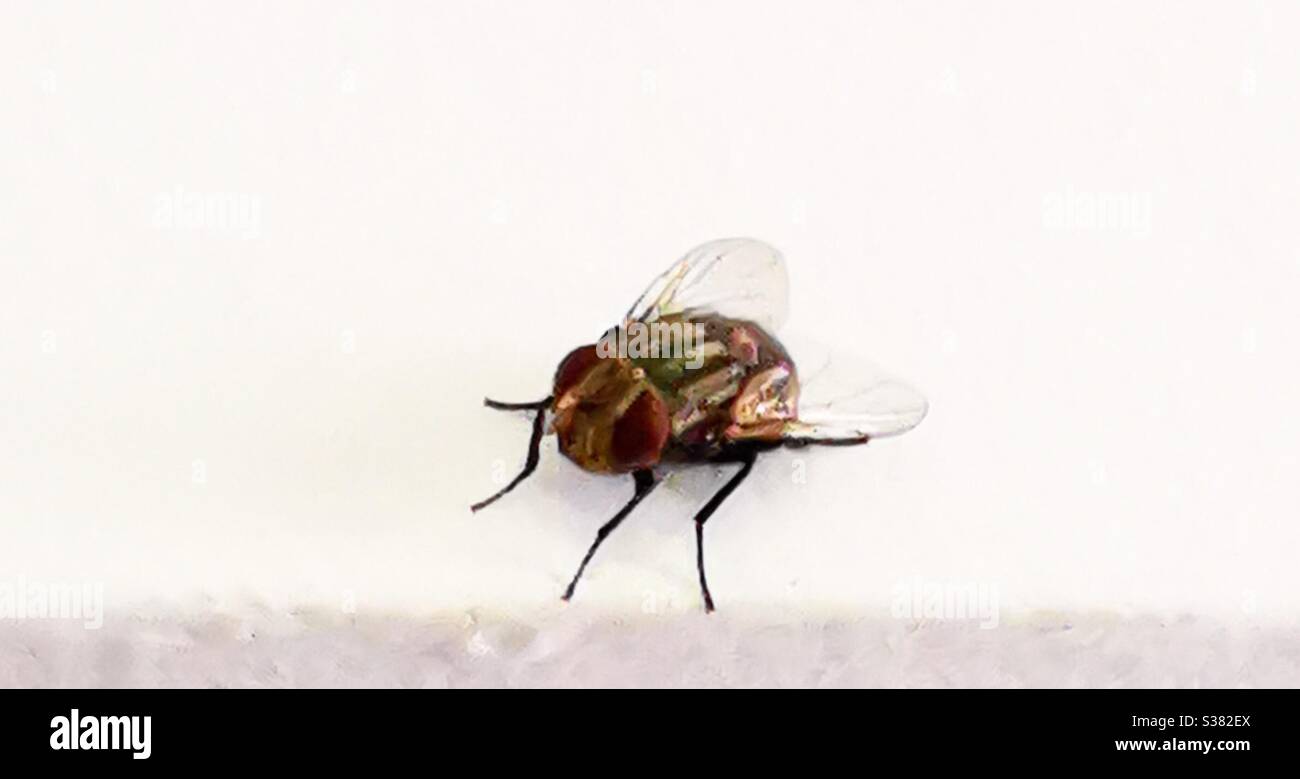 A closeup of a fly. - Smartphone Captured Stock Image