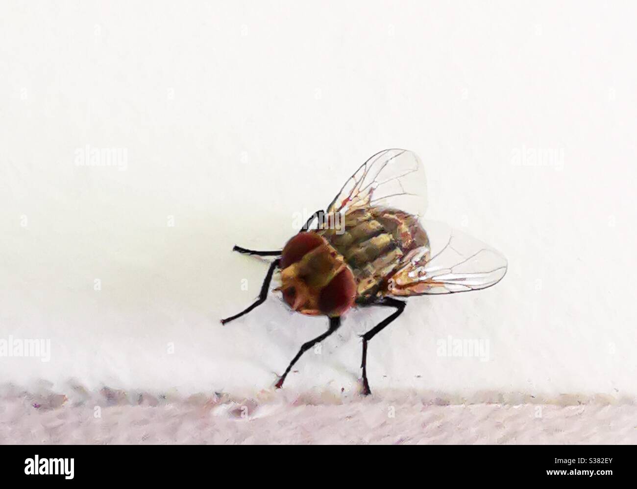 A closeup up picture of the common fly. - Smartphone Captured Stock Image
