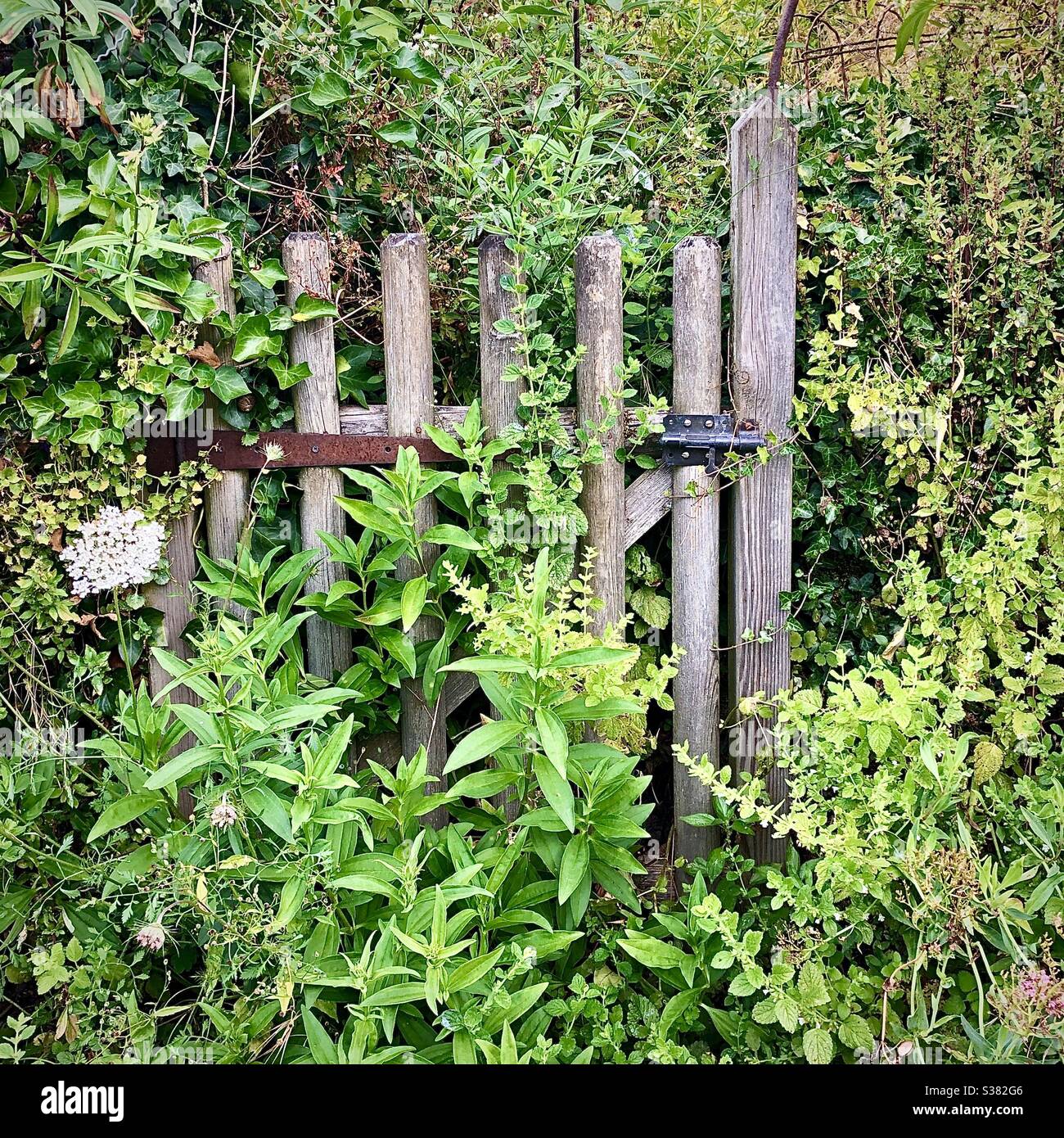 Old wooden garden gate blocked by overgrown weeds - France. Stock Photo
