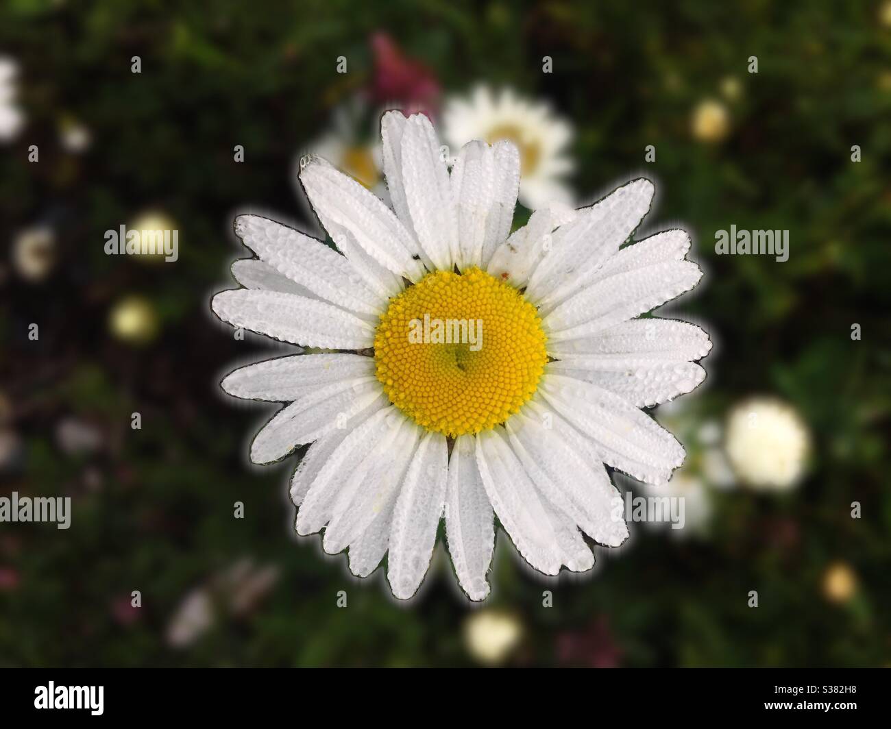 One daisy flower. Open. Opening. Spring. Freshness. - Smartphone Captured Stock Image