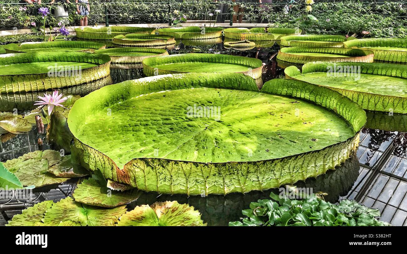 Giant Amazon Waterlily  ( Victoria Amazonica ) at Royal Botanic Gardens Kew in the Waterlily House - Smartphone Captured Stock Image
