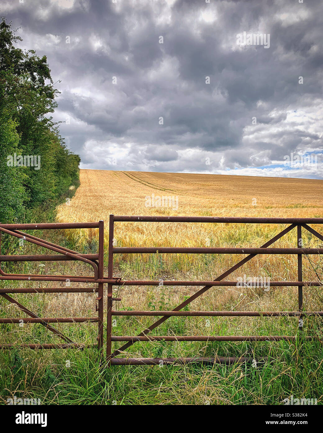 Rustic farm gates in front of a golden field of crops with an overcast sky. Near Asthall and Widbrook in Oxfordshire. The Cotswolds. Stock Photo