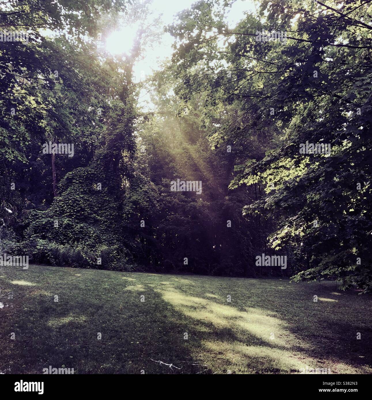 Sun rays with trees hi-res stock photography and images - Alamy