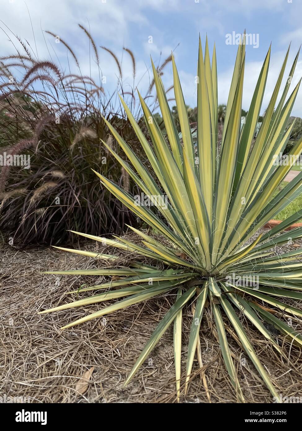 Yucca plant growing in garden area - Smartphone Captured Stock Image