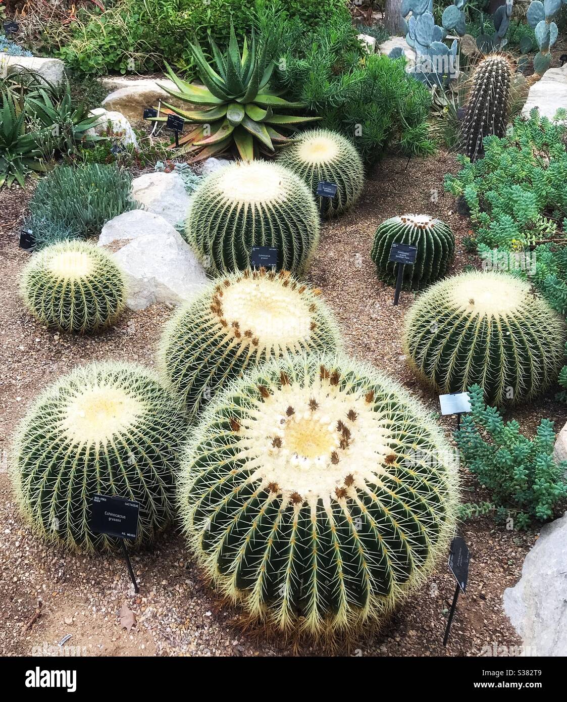 Cactus Display ( Echinocactus grusonii from Mexico ) at Royal Botanic Kew Gardens in the Princess Of Wales Conservatory - Smartphone Captured Stock Image