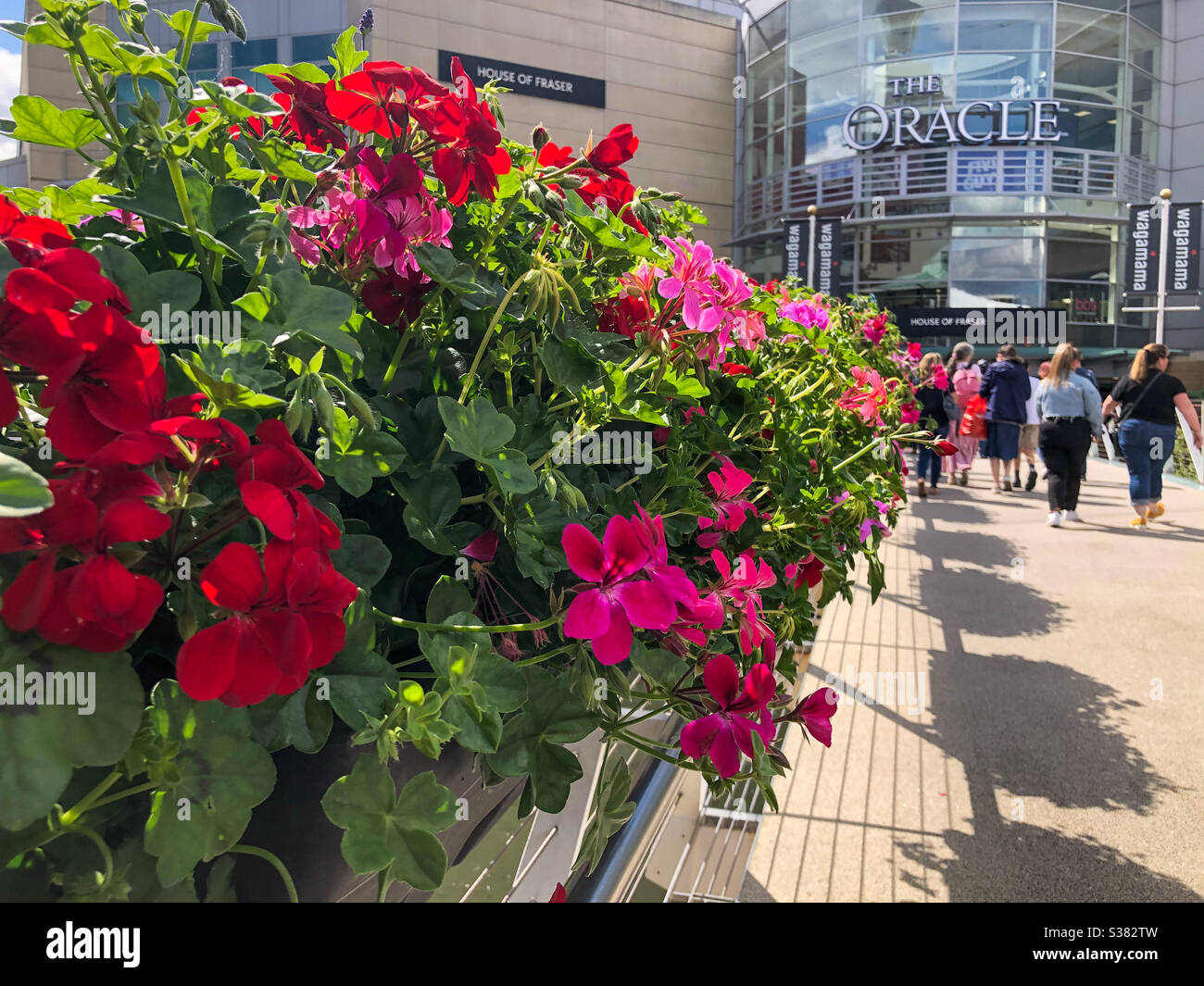 Baskets of bedding plants line a public walkway at the entrance to The Oracle shopping centre in Reading, UK. Stock Photo