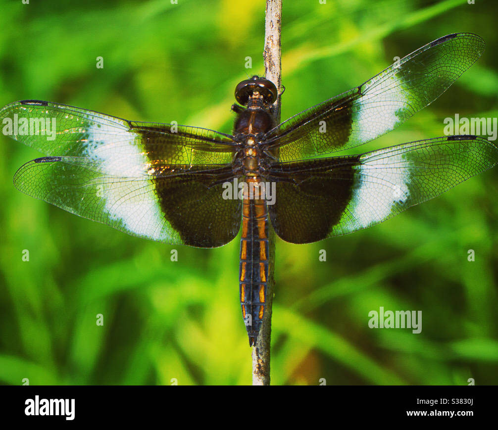Adult male widow skimmer dragonfly Stock Photo - Alamy