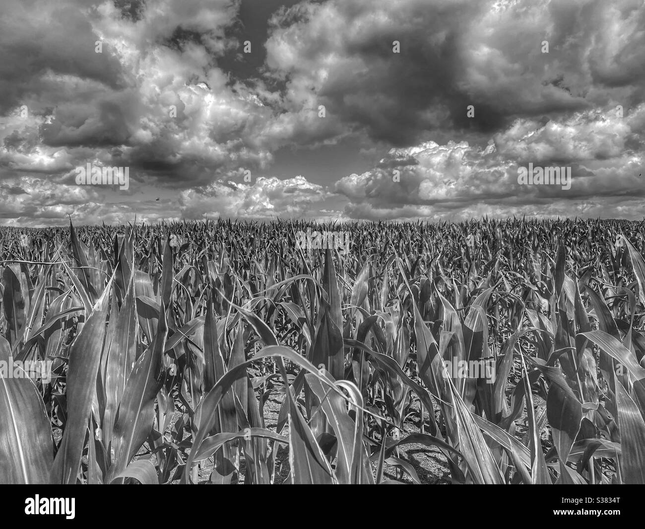 Black and white corn field Stock Photo Alamy
