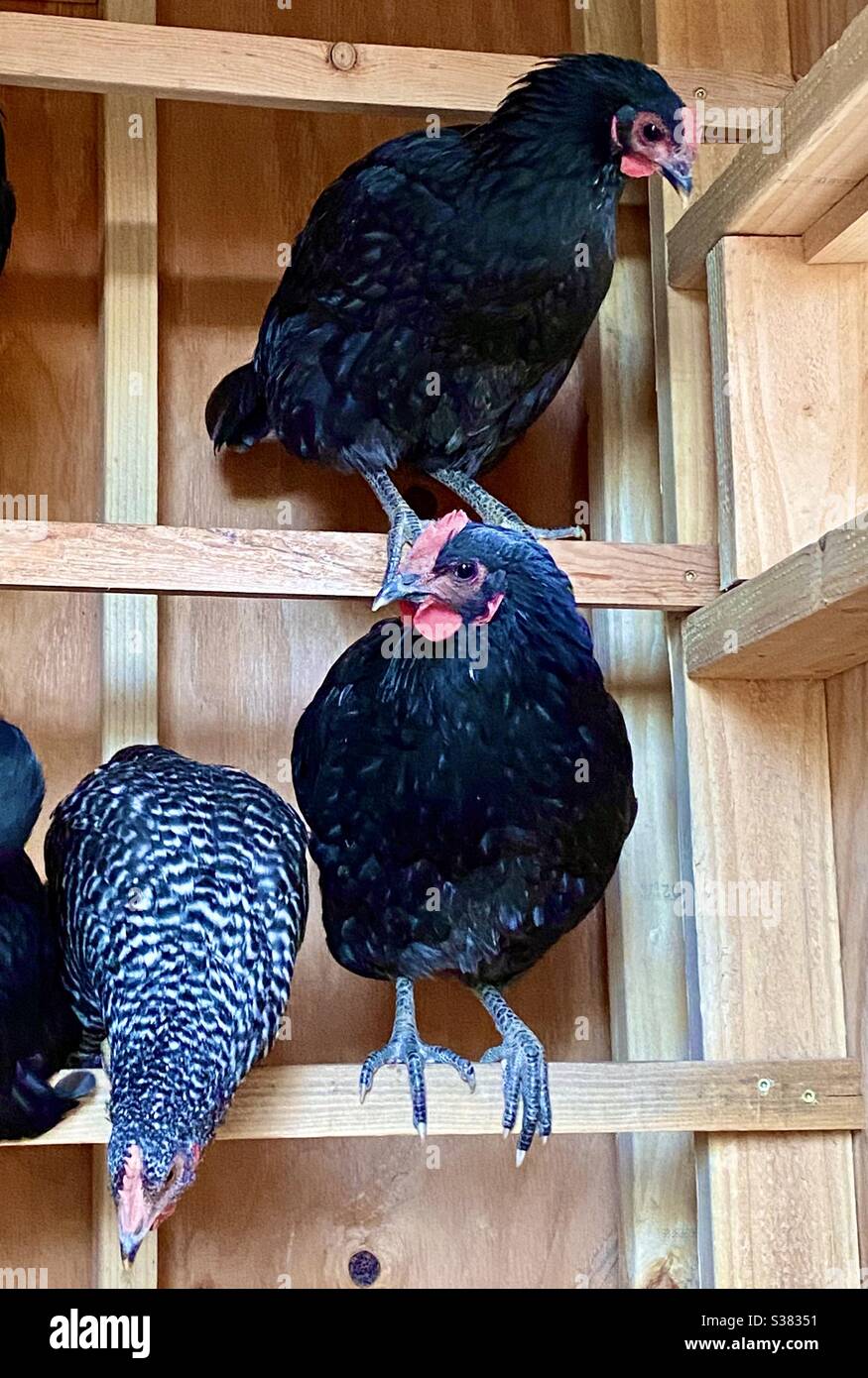 Chickens roosting in a chicken coop Stock Photo Alamy