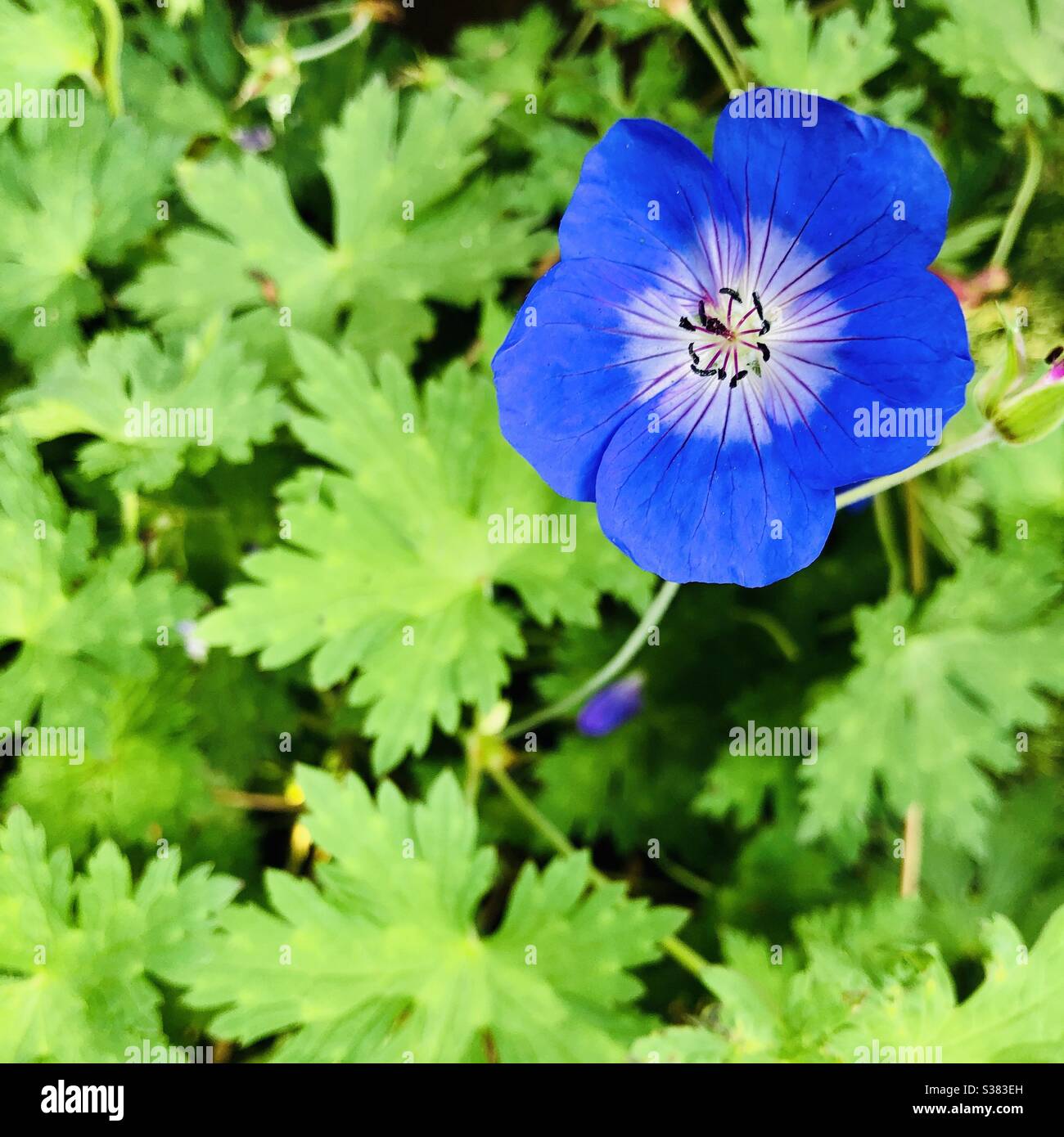 Geranium hybride 'Rozanne' I flower in summer in a garden in England United Kingdom Stock Photo