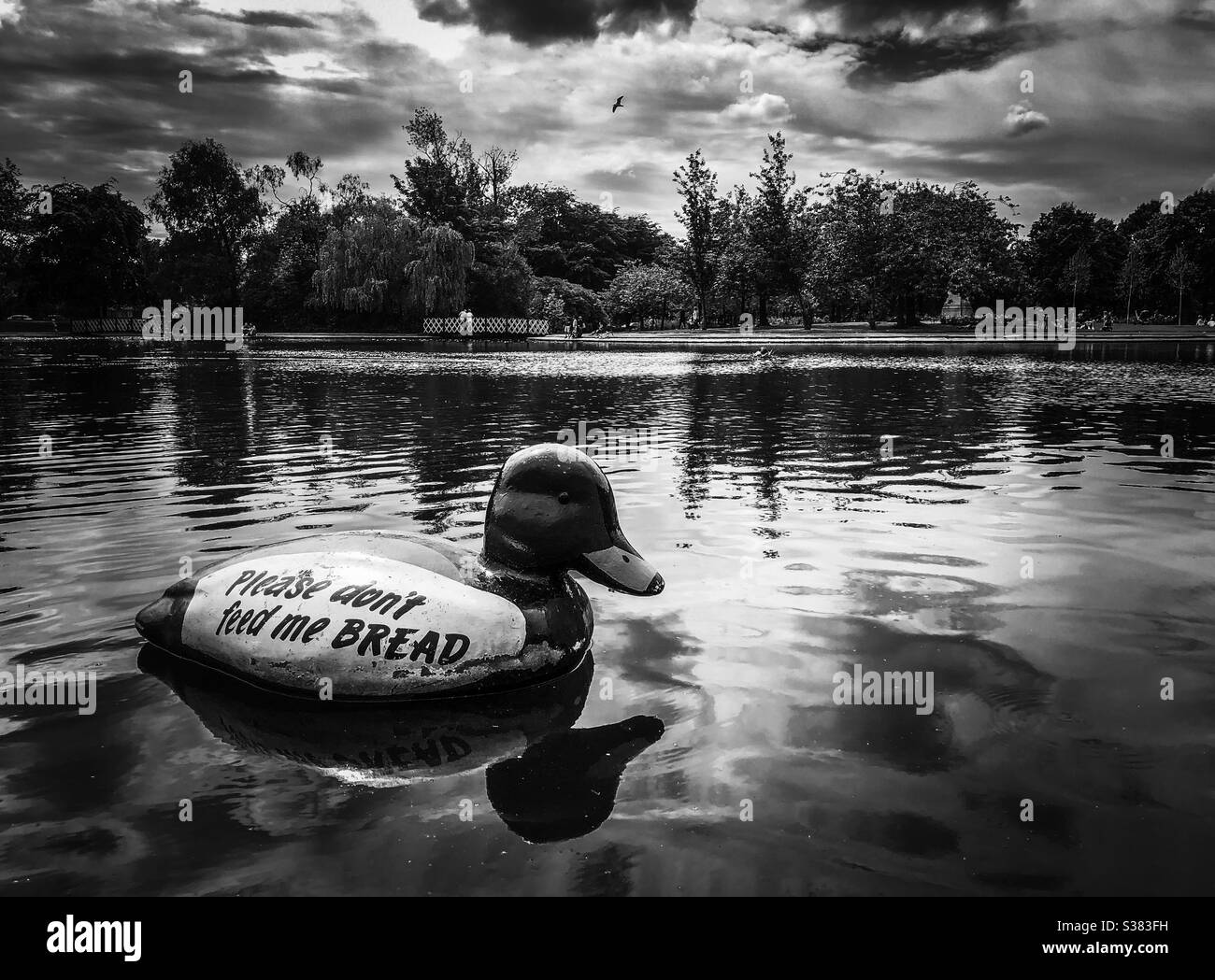 Please don’t feed me bread. Victoria Park pond. Glasgow, Scotland, UK. - Smartphone Captured Stock Image