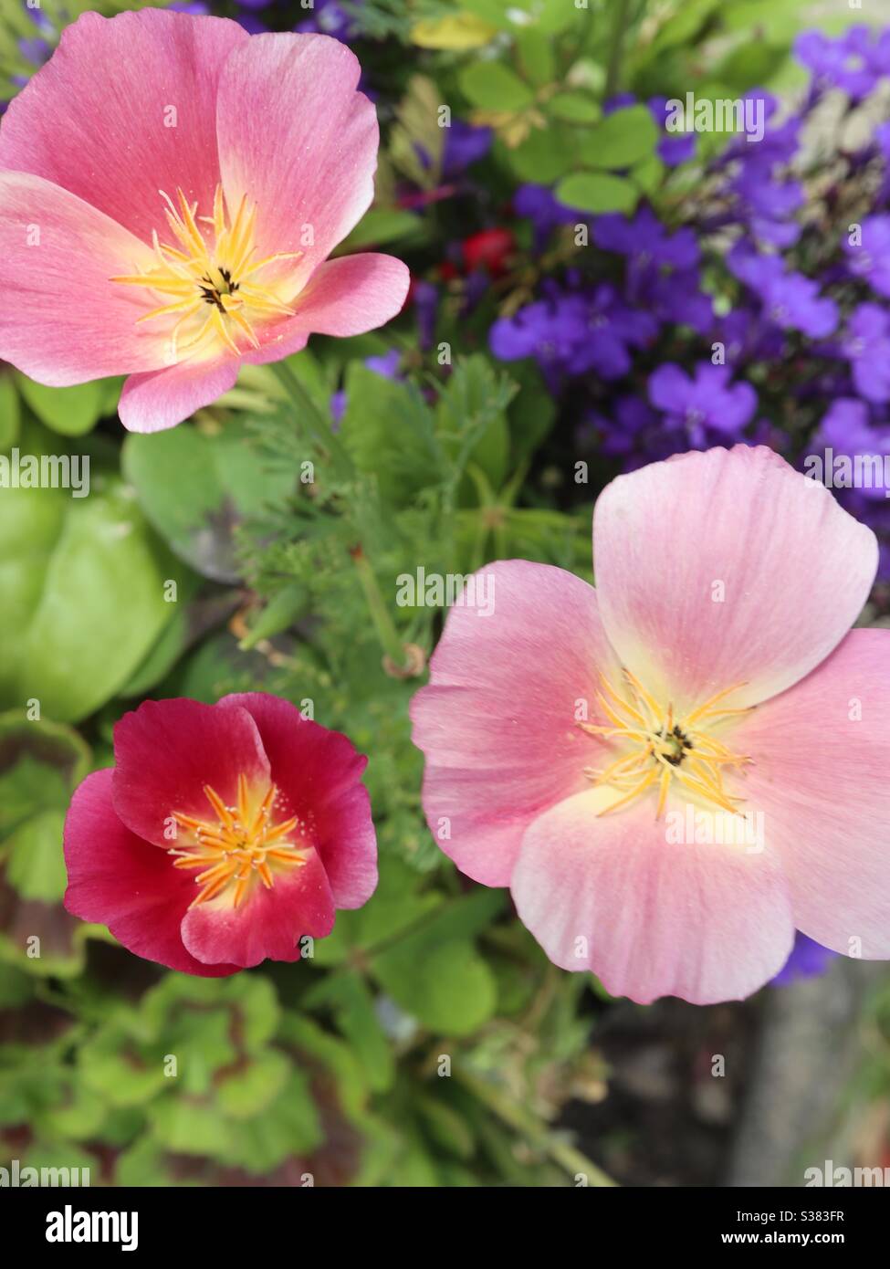 Multi Coloured Iceland Poppy - Smartphone Captured Stock Image