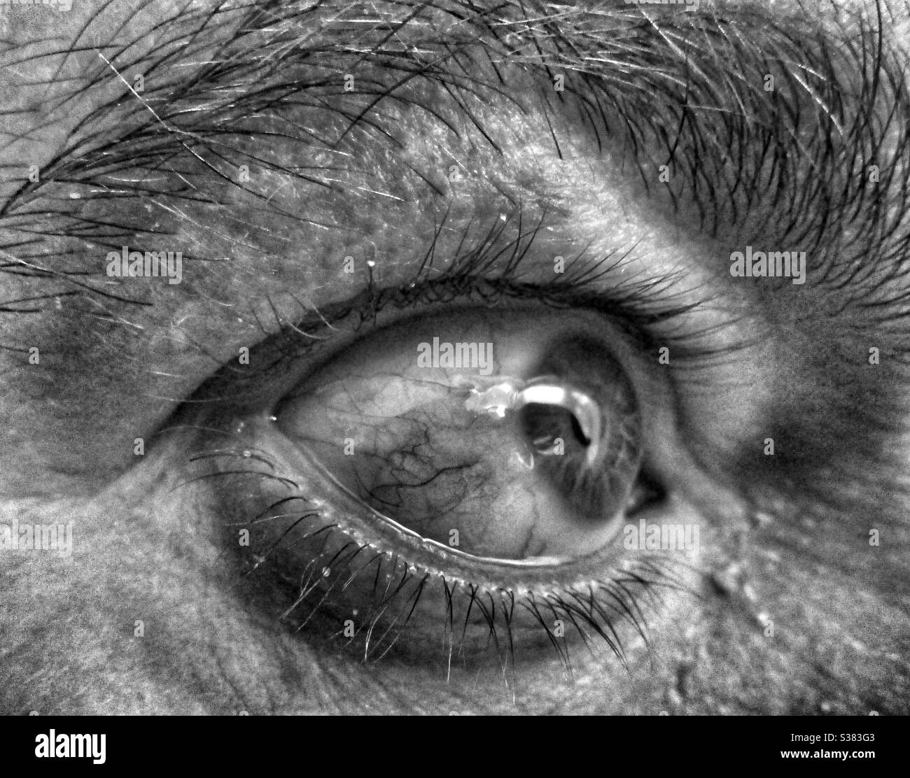 Macro Photography - Eye - Smartphone Captured Stock Image