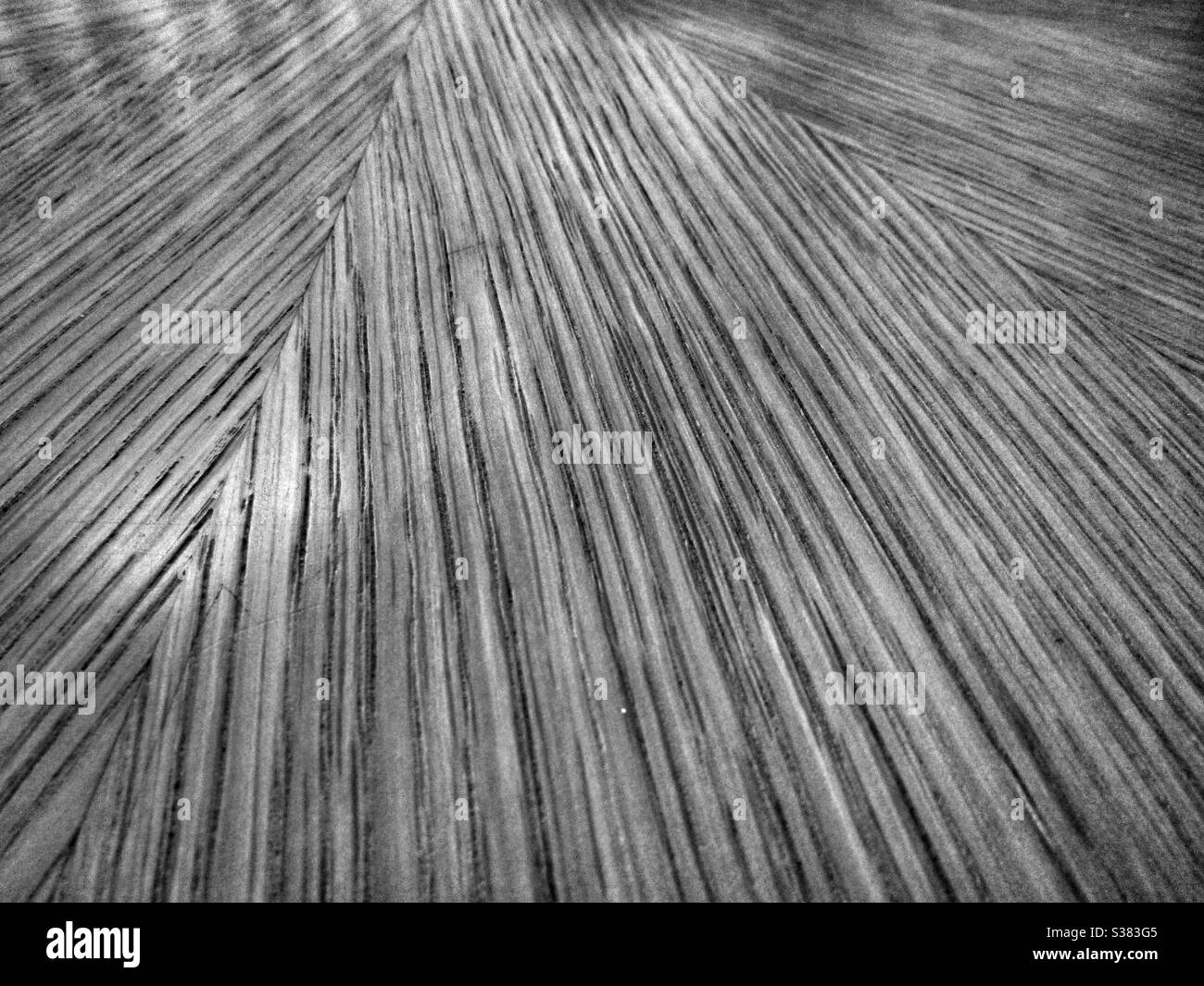 Macro Photography - Wood - Smartphone Captured Stock Image