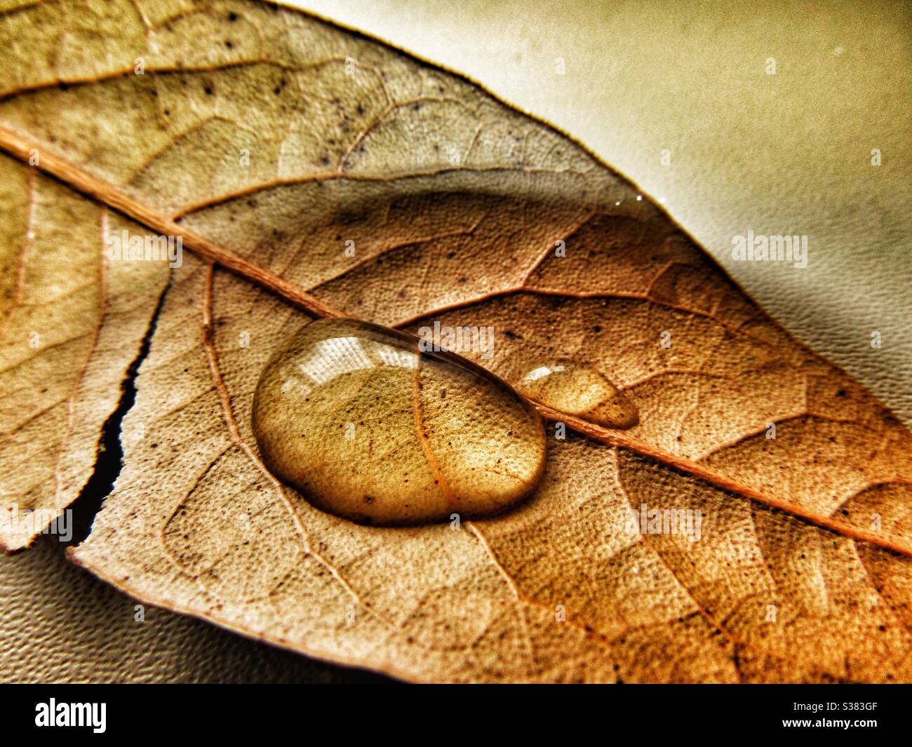 Macro photography - Droplet on leaf - Smartphone Captured Stock Image