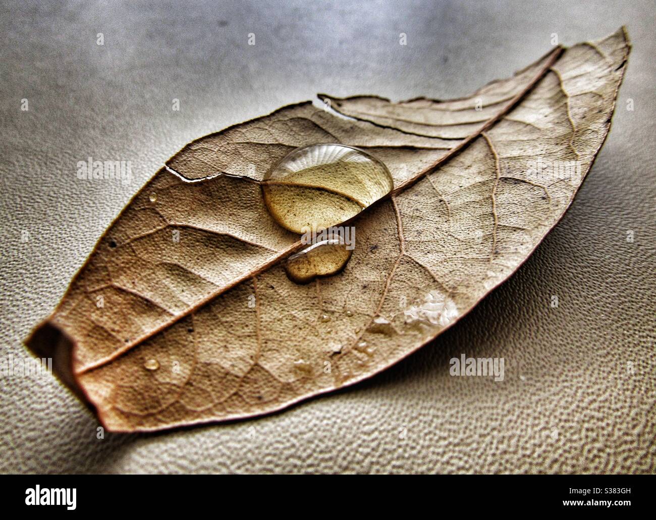 Macro Photography - Droplets on Leaf - Smartphone Captured Stock Image