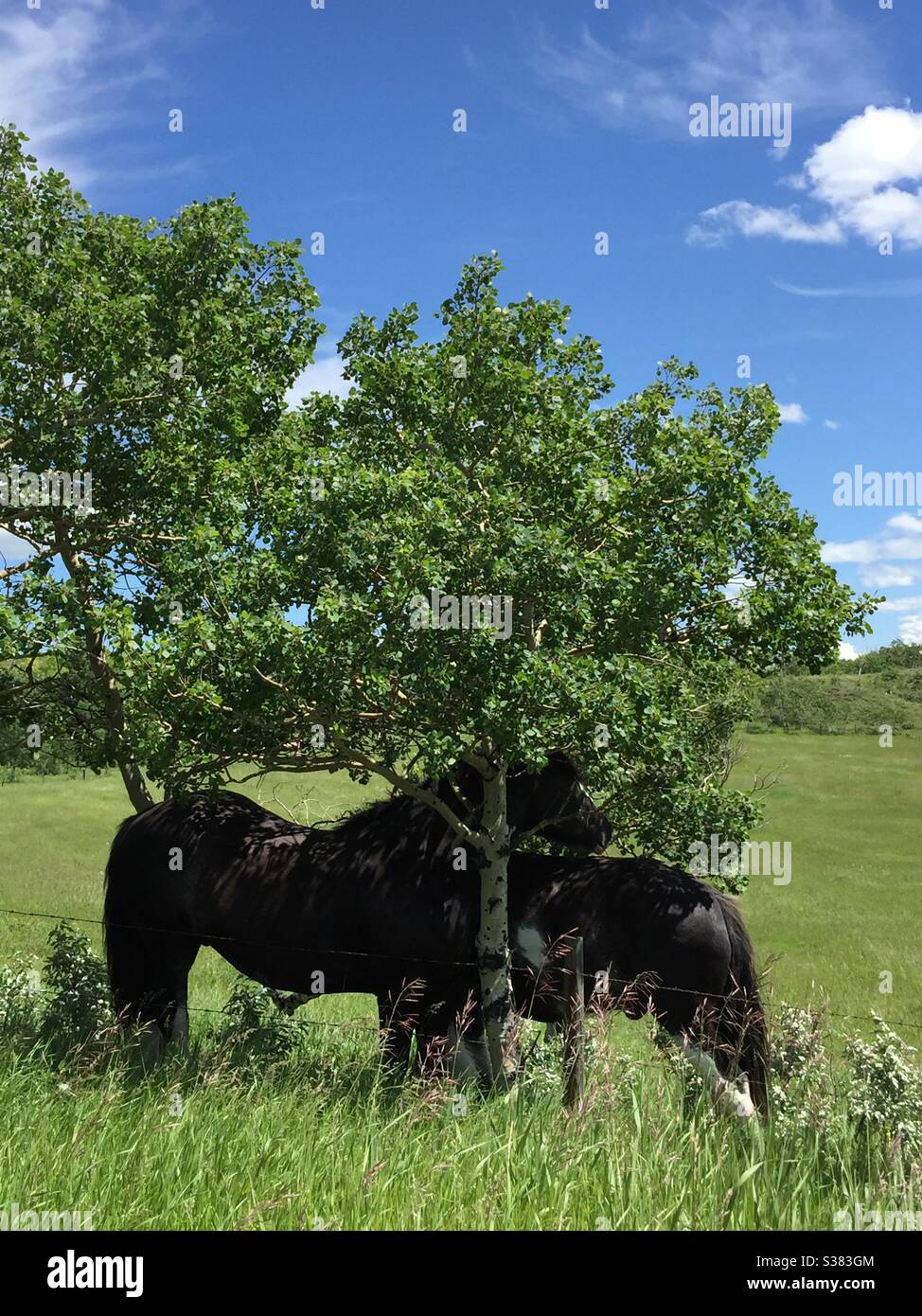 Pair of Shire horses, shade, trees, resting , relaxing, big, powerful, sleek, black, team - Smartphone Captured Stock Image