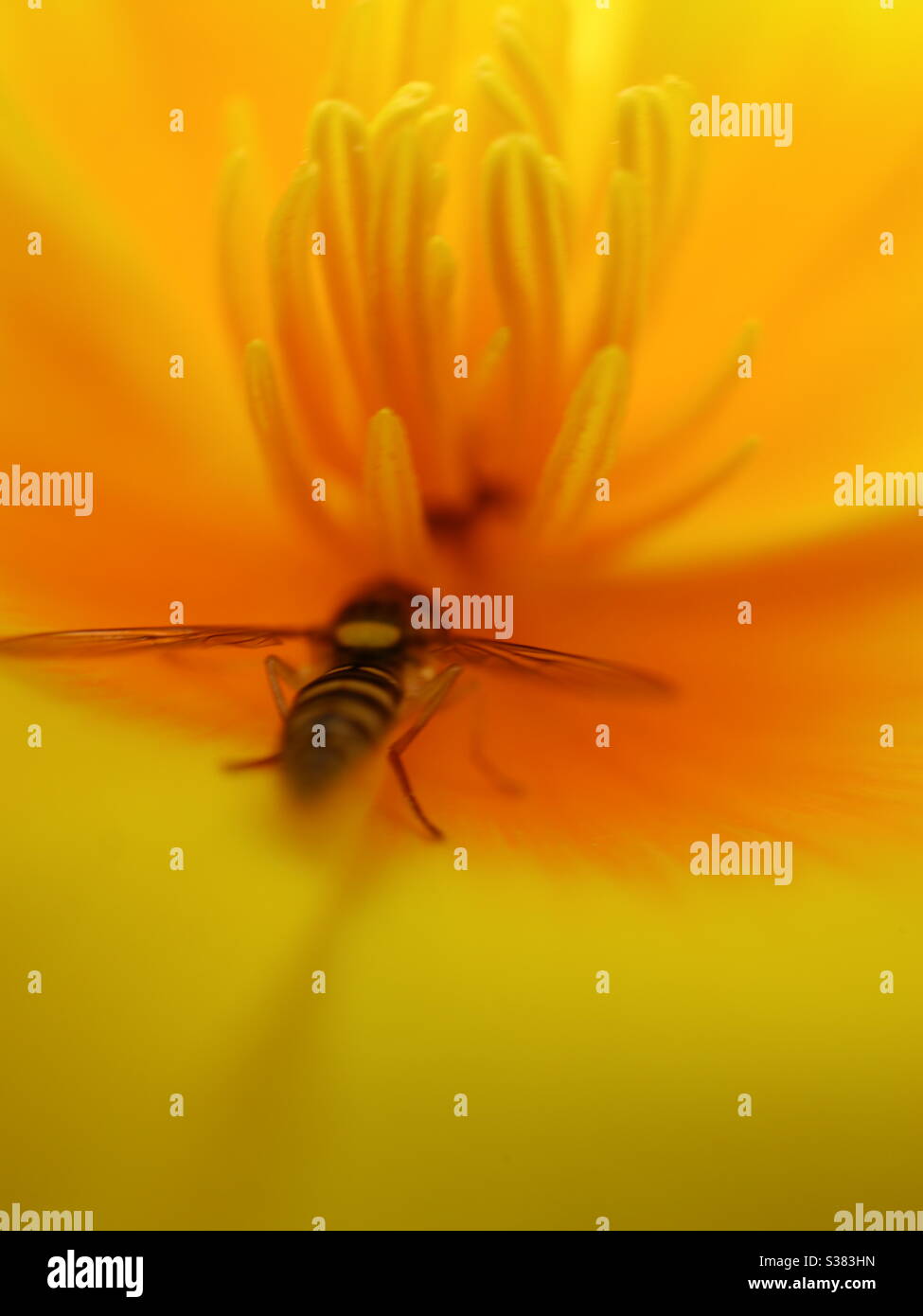 Hover Fly inside an Iceland Poppy - Smartphone Captured Stock Image