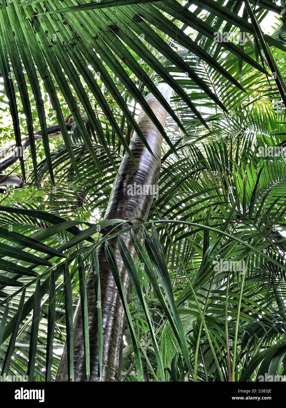 Looking up through Palms at Kew Gardens - Smartphone Captured Stock Image