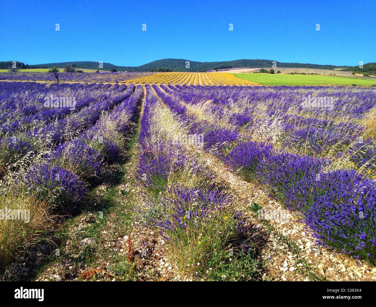 Lavender field in Ferrassieres, Drome Provencale, France - Smartphone Captured Stock Image