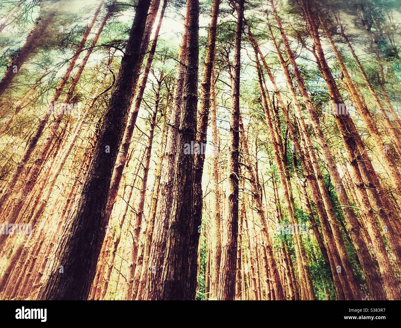 Sunlight through a woodland trees Stock Photo