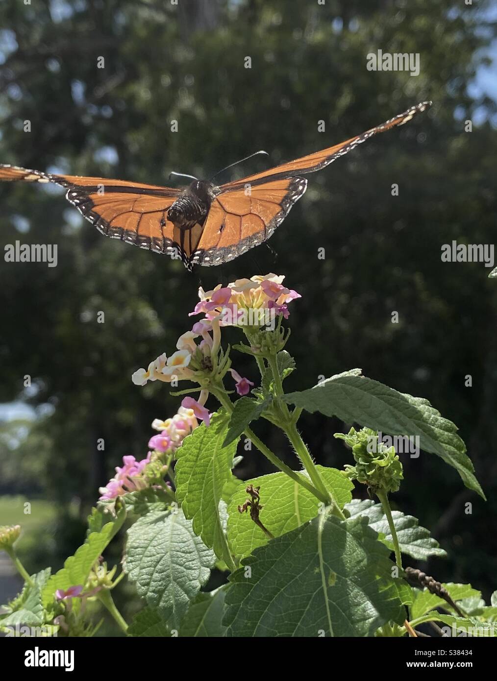 Monarch butterfly inflight over lantana flowers - Smartphone Captured Stock Image
