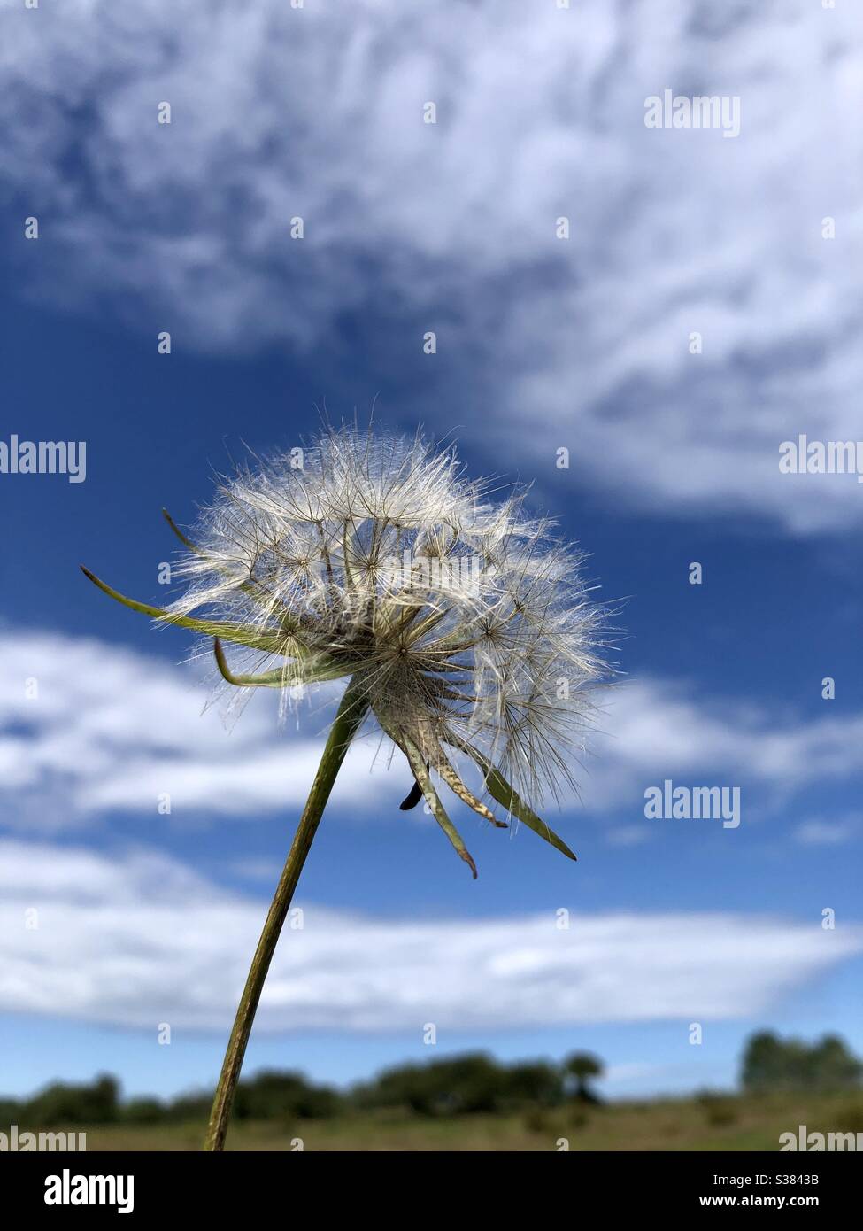 Goat’s-beard wild flower seed head against a blue sky with white clouds Stock Photo