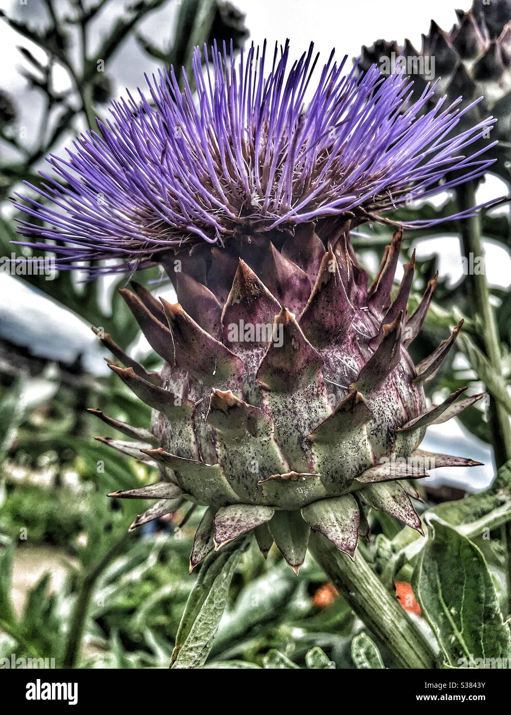 Cardoon Plant High Resolution Stock Photography and Images - Alamy