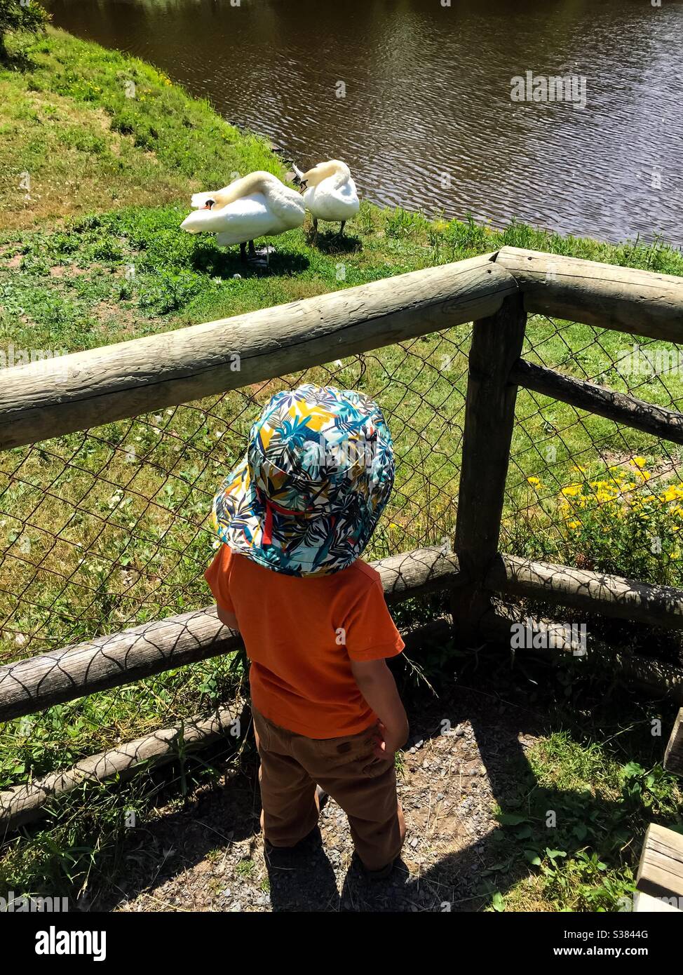 A child watching two white swans at a wildlife park, Canada - Smartphone Captured Stock Image