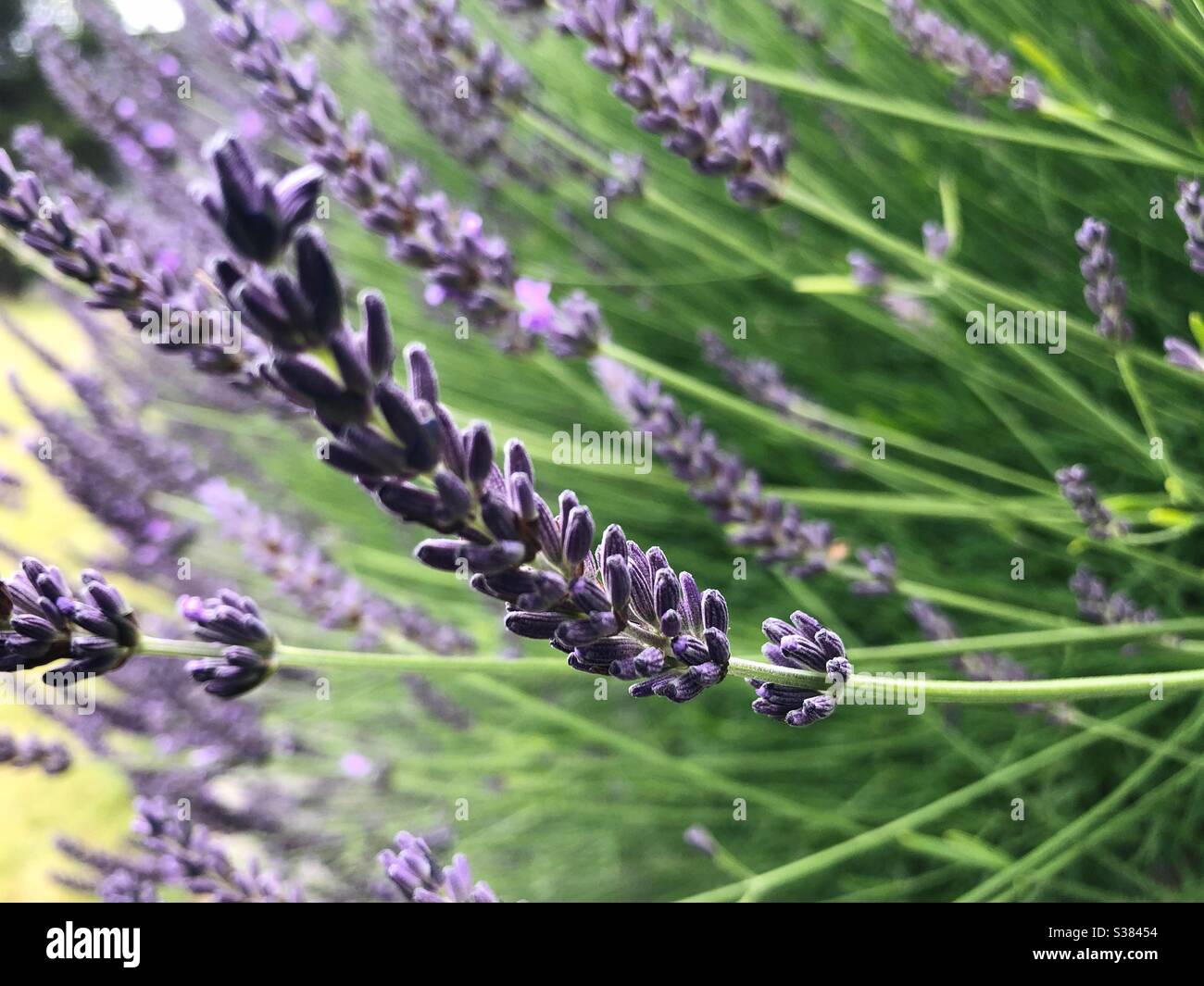 Pacific Northwest lavender on Orcas Island - Smartphone Captured Stock Image