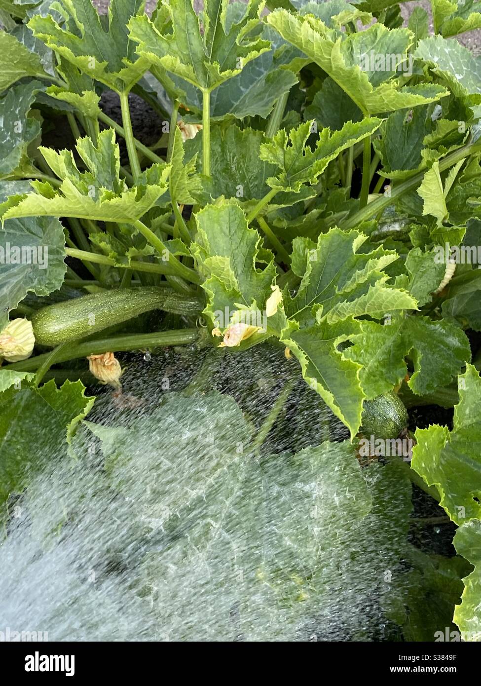 Zucchini plant hires stock photography and images Alamy