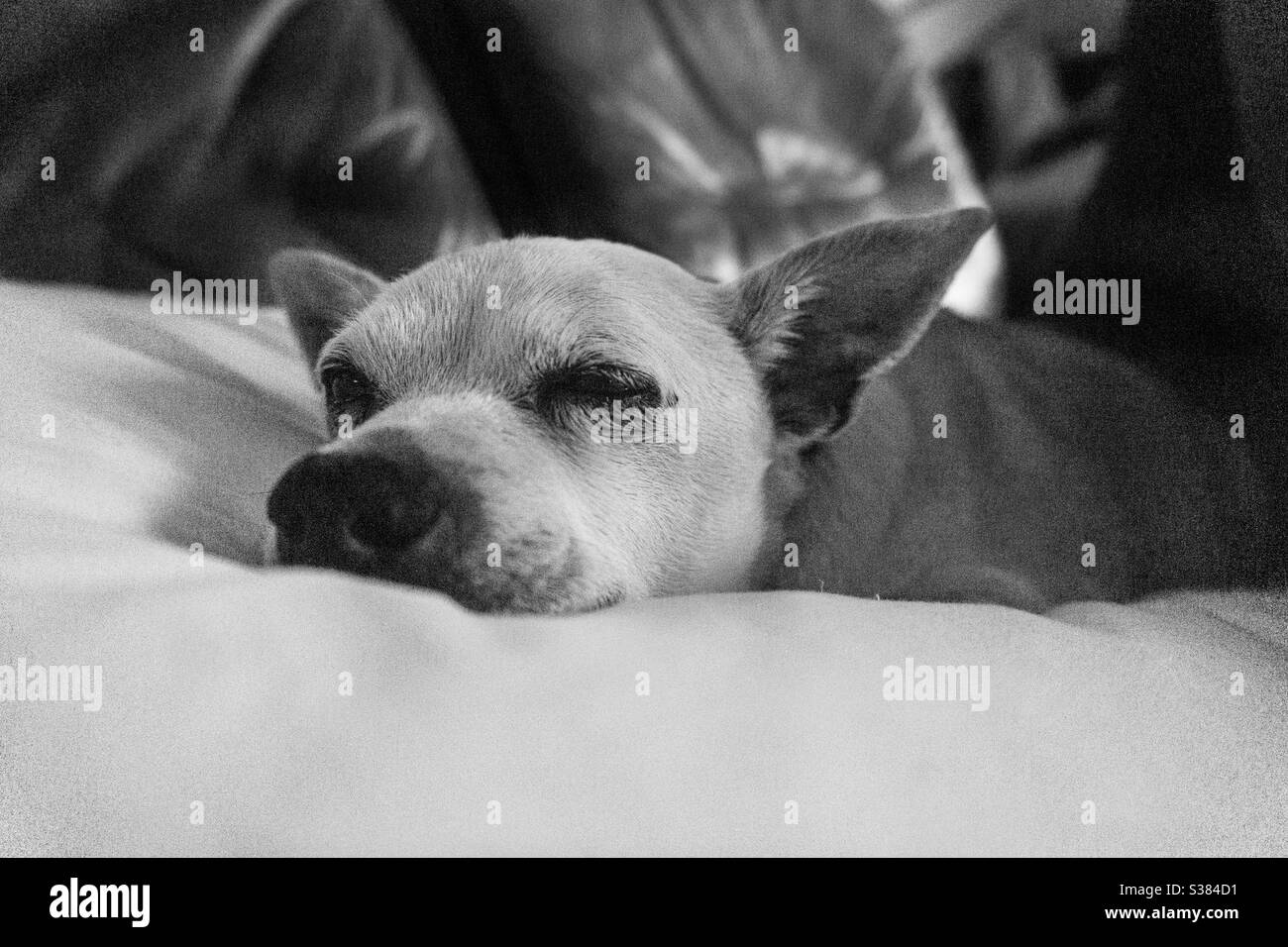 Sleeping dog Stock Photo