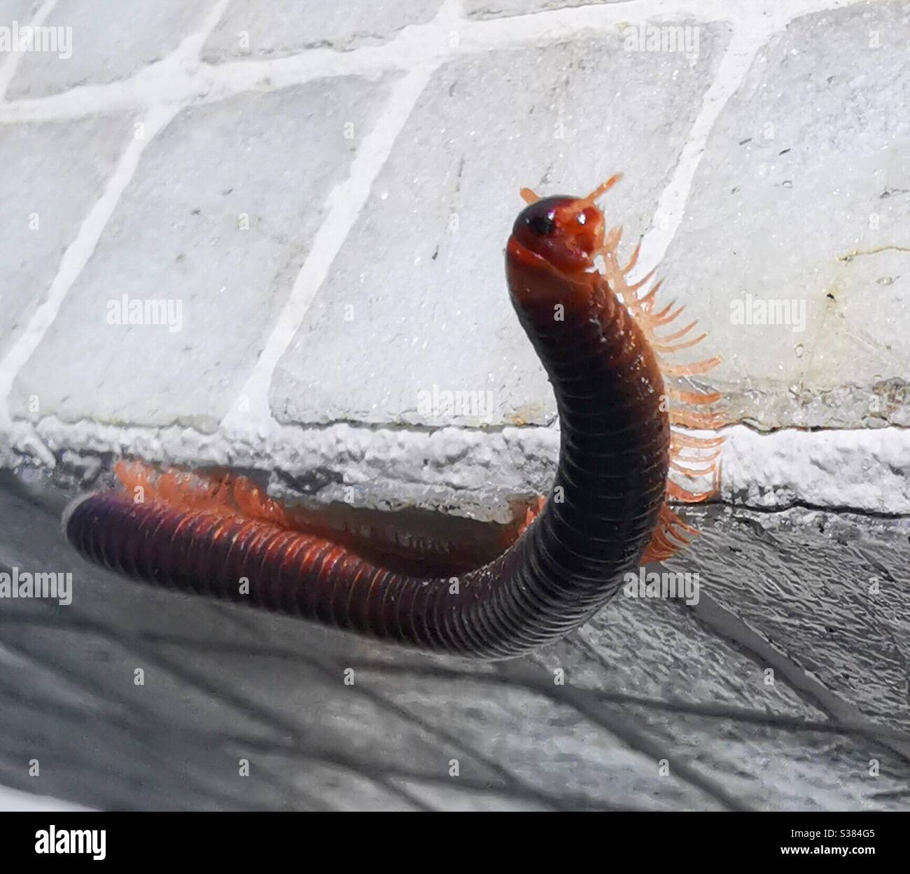 A closeup of a centipede. - Smartphone Captured Stock Image
