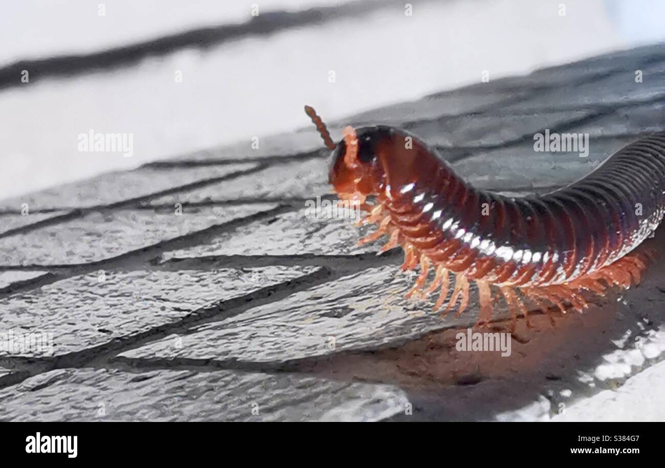 A closeup of a centipede. - Smartphone Captured Stock Image