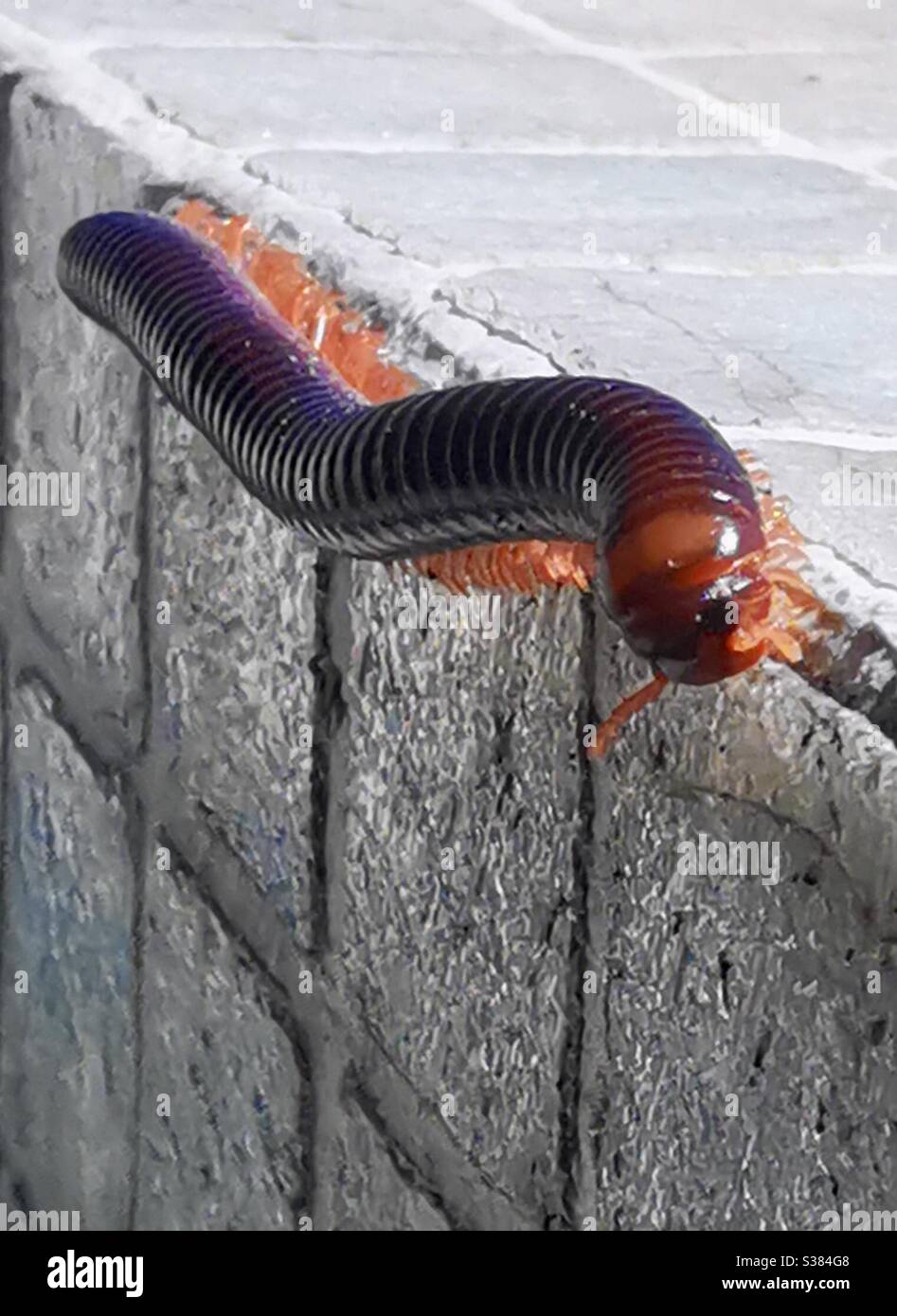 A centipede closeup. - Smartphone Captured Stock Image