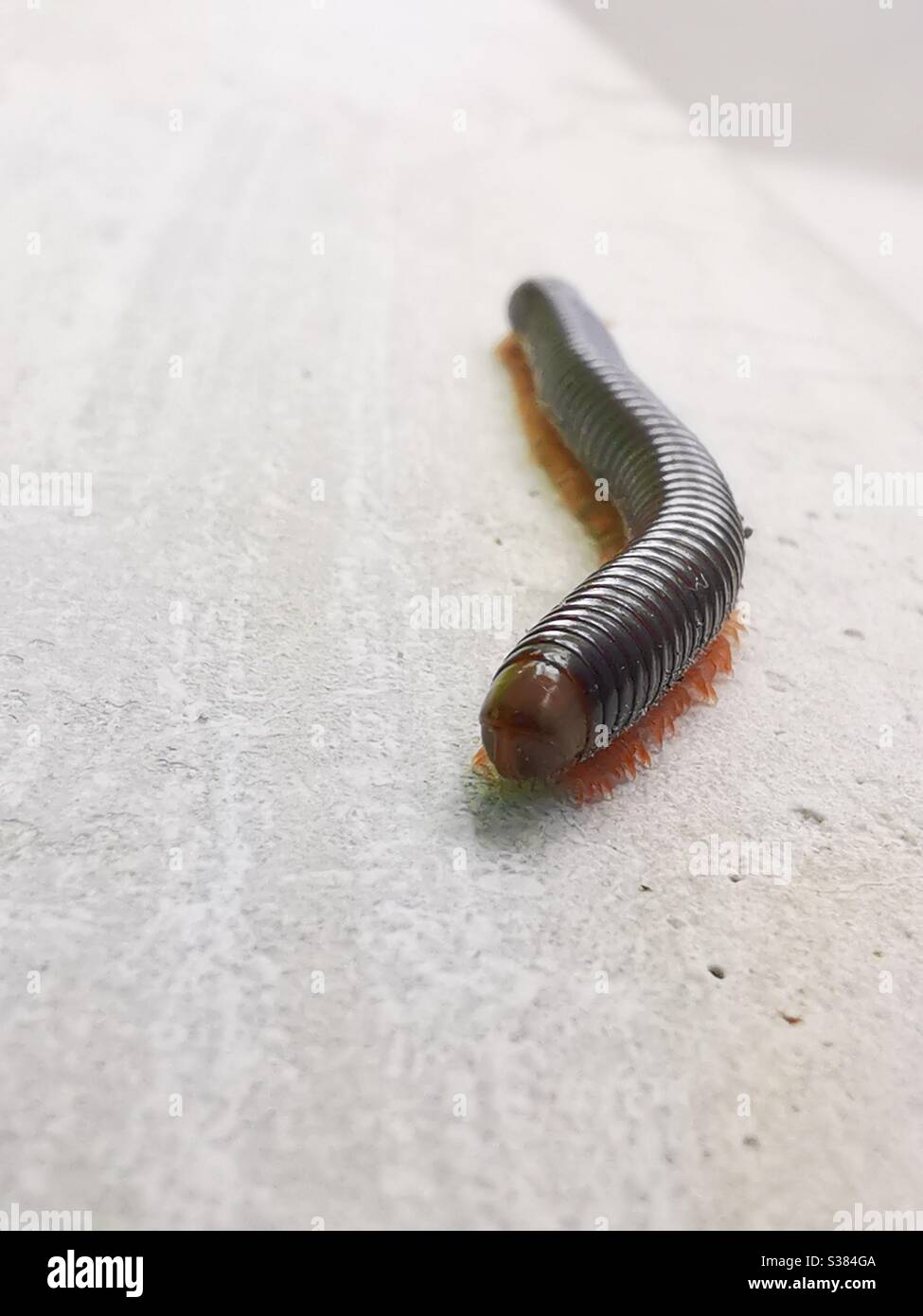 Back side closeup of a centipede. - Smartphone Captured Stock Image