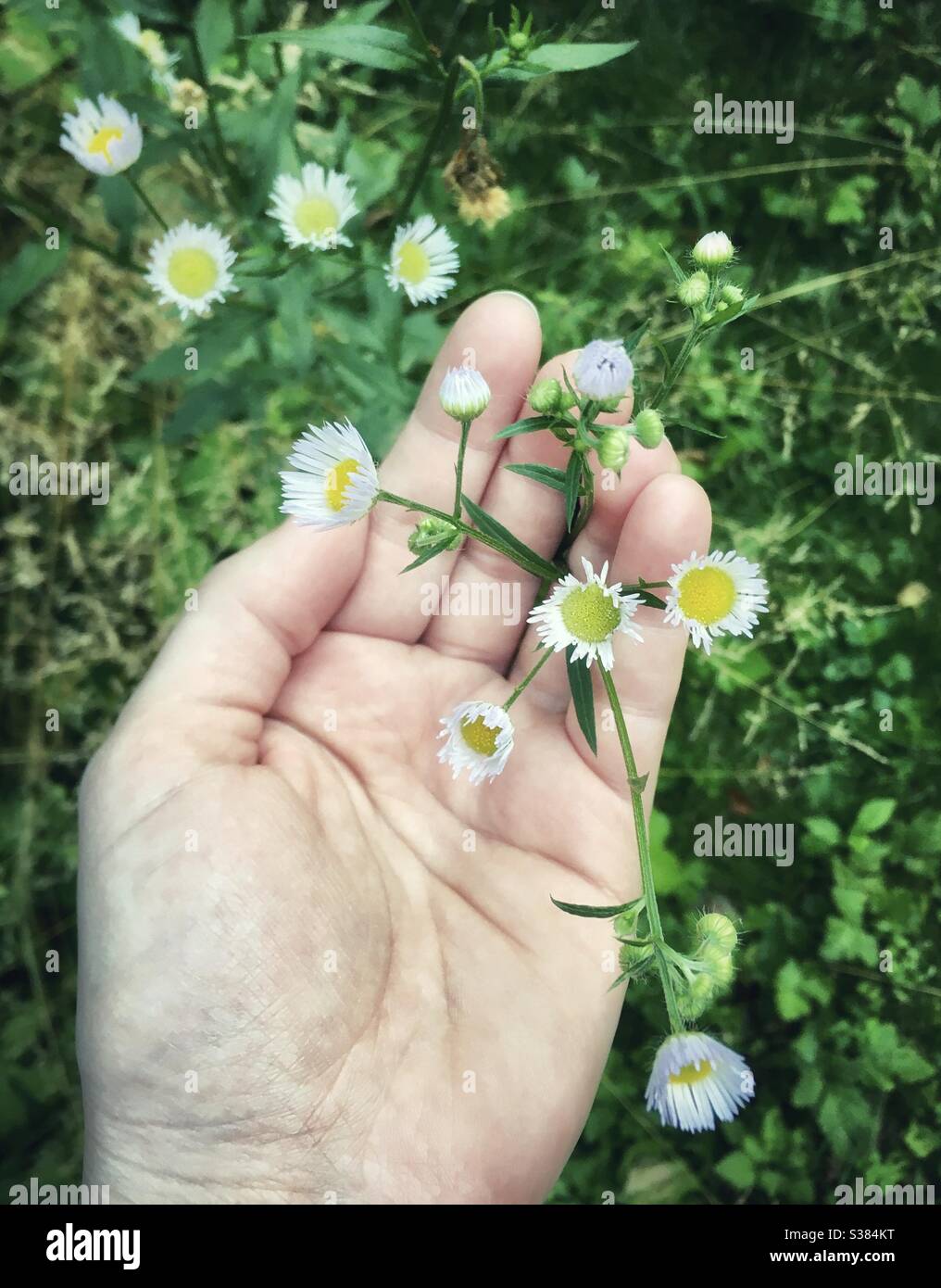 Hand holding white blossoms in a green area - Smartphone Captured Stock Image