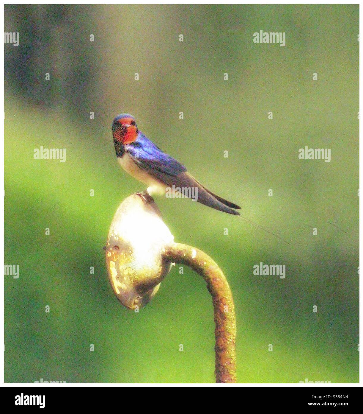 A colourful  Jamaican bird. - Smartphone Captured Stock Image