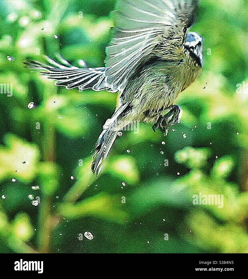 A bird taking off with water droplets. - Smartphone Captured Stock Image