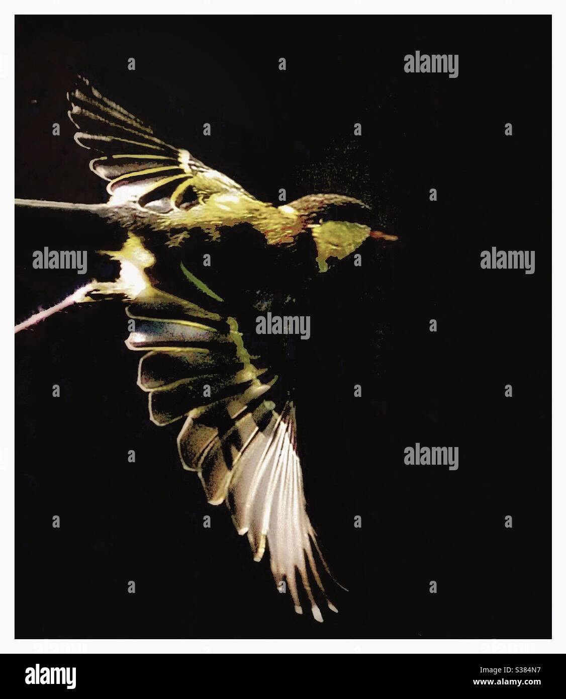 A bird in flight - Smartphone Captured Stock Image