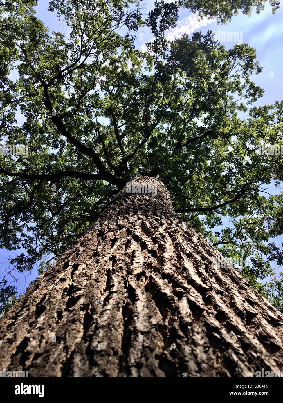 Mature oak tree in summer leaf Stock Photo