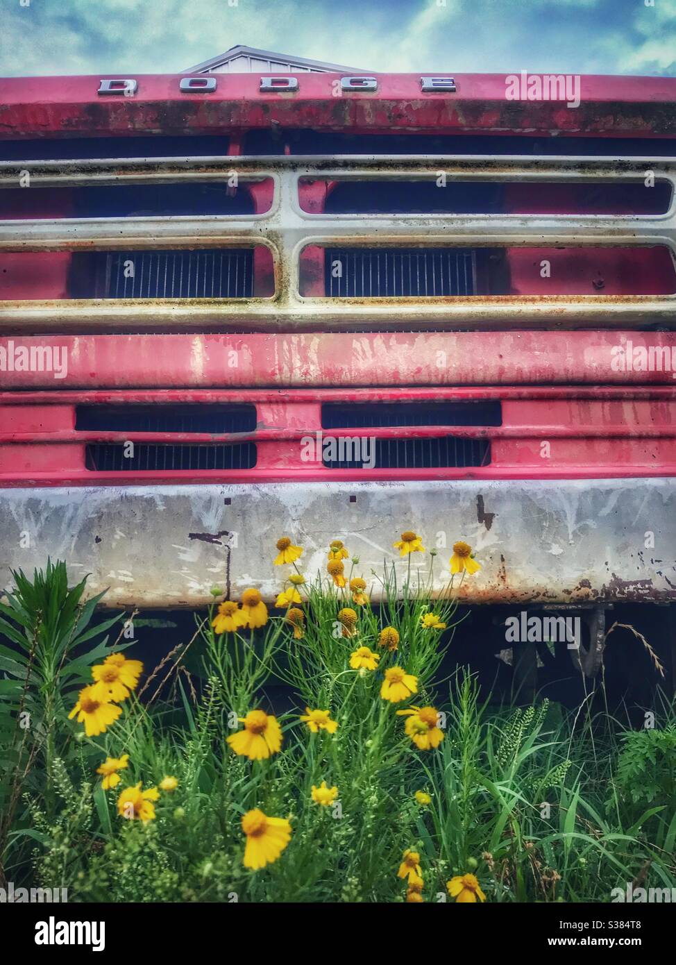 Grill of old Dodge dump truck with yellow wildflowers in summer Stock Photo